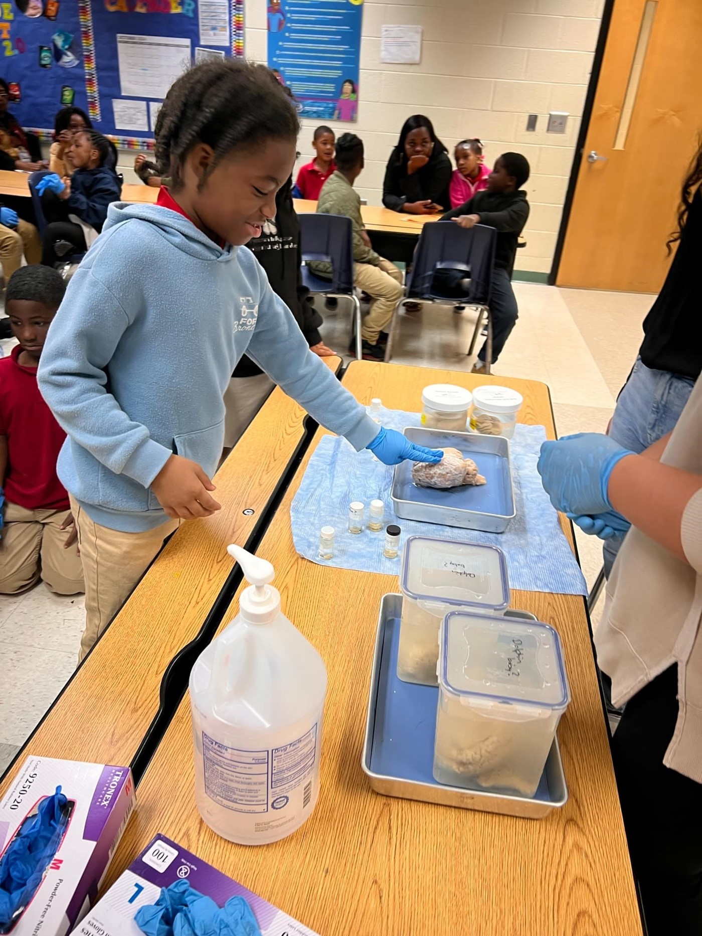 student touching horse brain during emory university visit